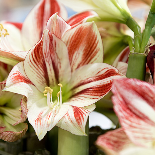 Amaryllis